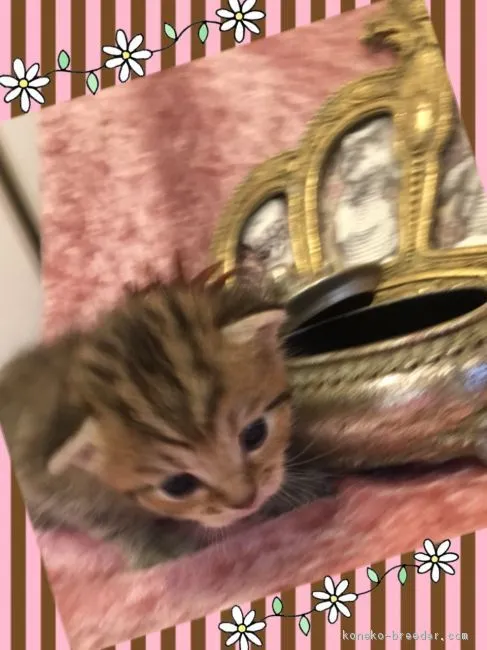 ID：1802-00936の子猫