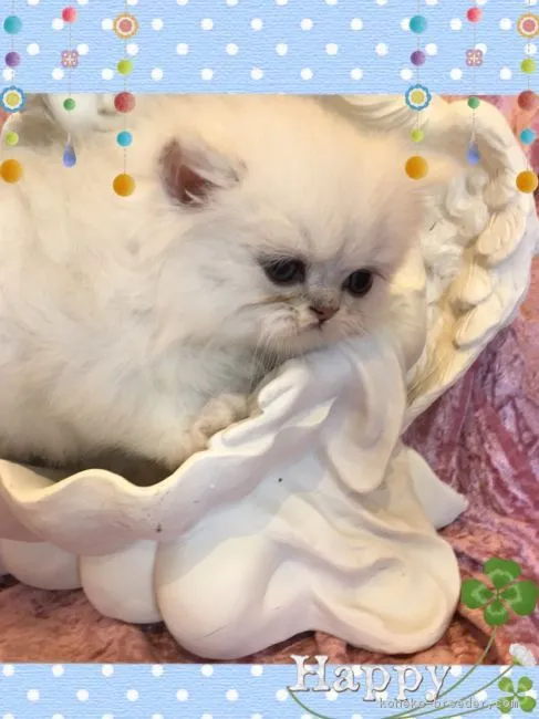 みみ 様のお迎えした子猫