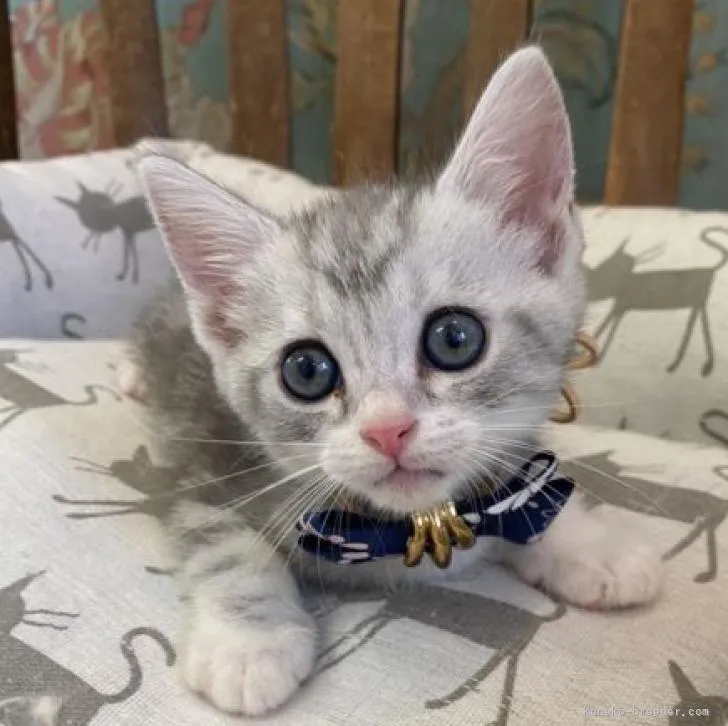 ID:2207-03145の子猫
