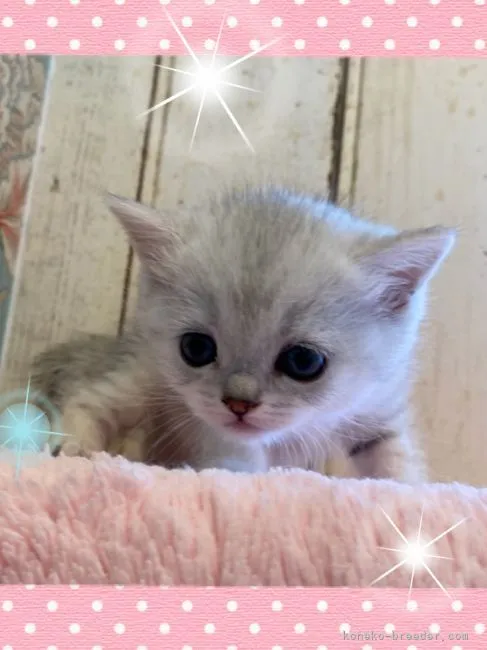 ID：2104-02368の子猫