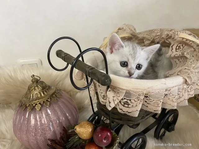 ID:2007-00449の子猫