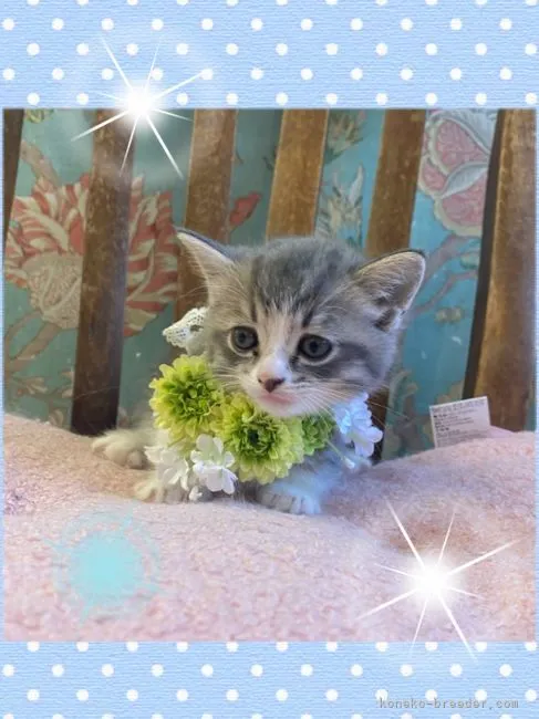 ID:2111-01281の子猫