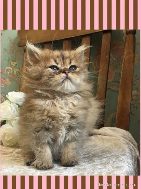ID：1807-01427の子猫
