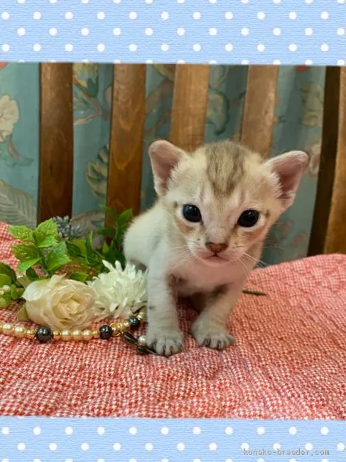 ID:2003-00228の子猫