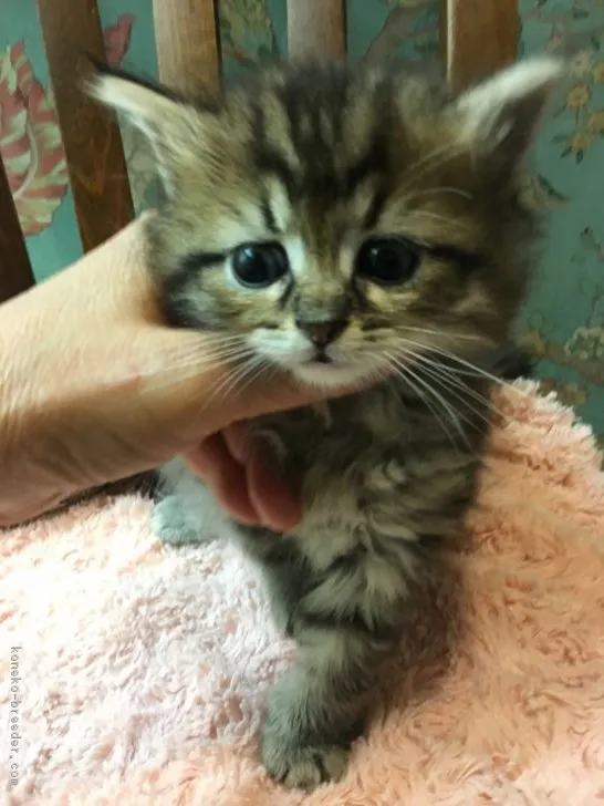 ID：1807-00741の子猫