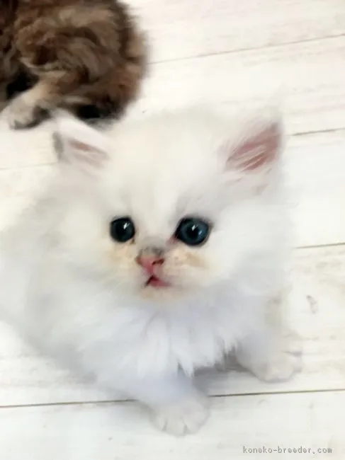 ID：1607-00799の子猫