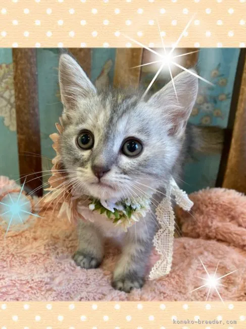 ID：2111-00205の子猫