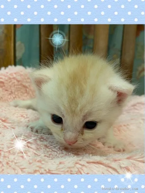 ID：2010-00356の子猫