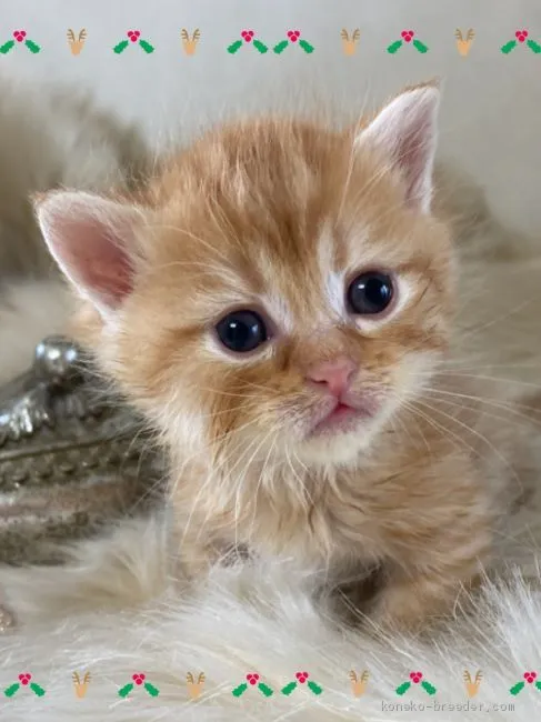 ID：2006-00069の子猫