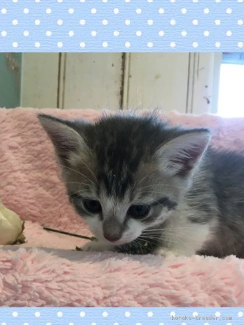 ID:1905-00955の子猫