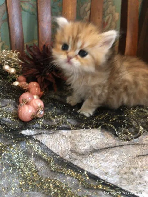ID：1805-00518の子猫