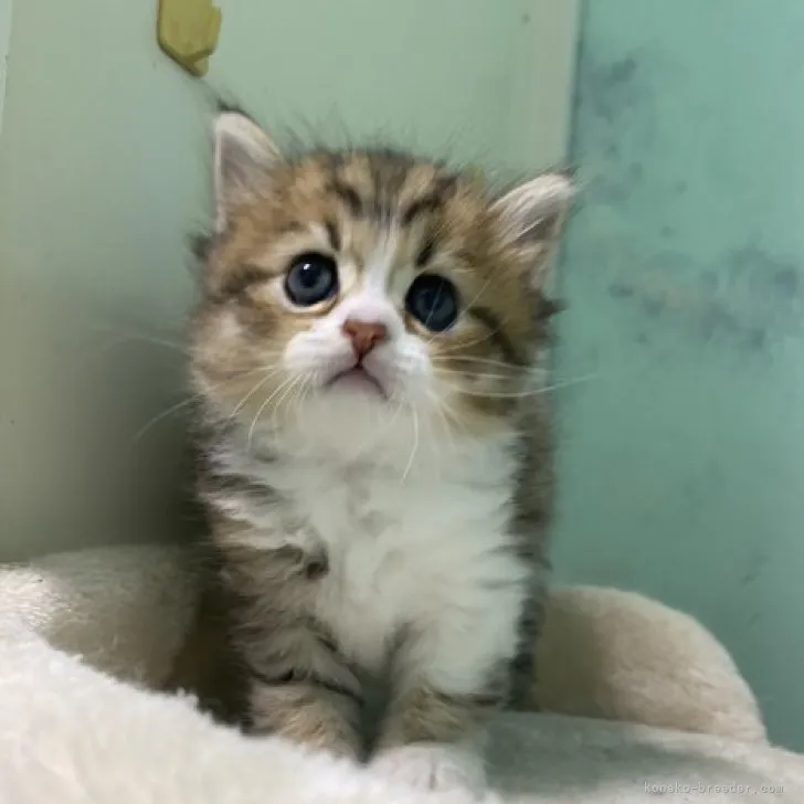 ID:2304-03274の子猫