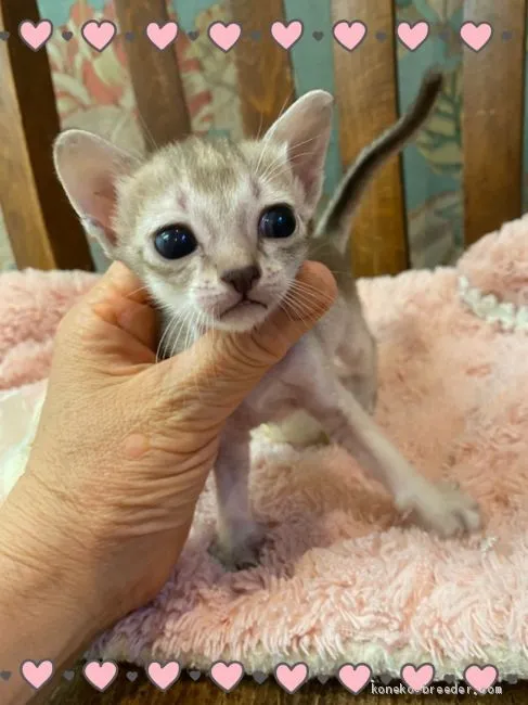ID：2007-01679の子猫