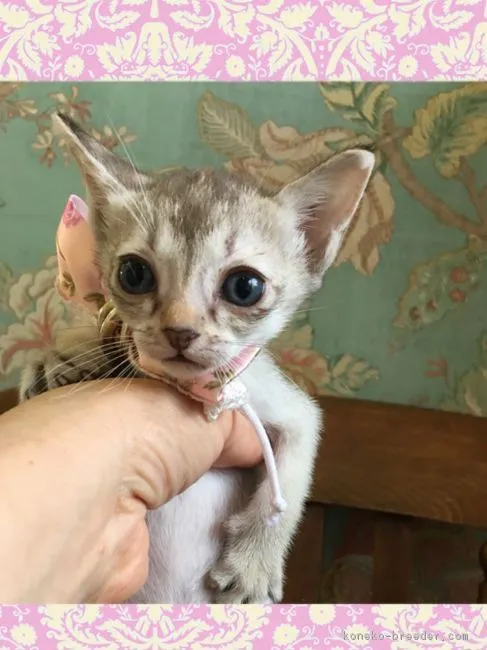 ID：1809-01018の子猫