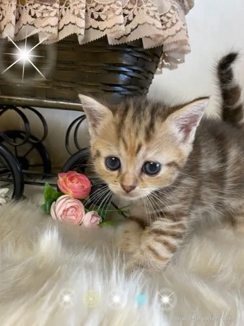 ID：2007-01958の子猫