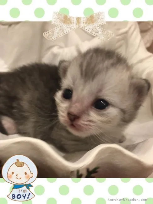 ID:1703-01006の子猫