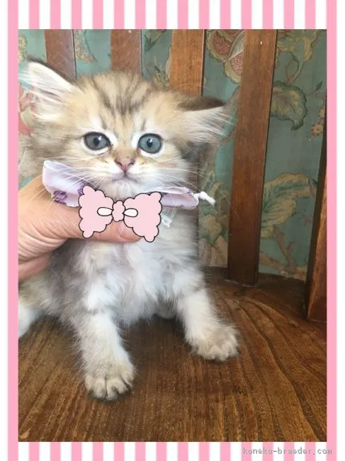 ID：1808-00584の子猫
