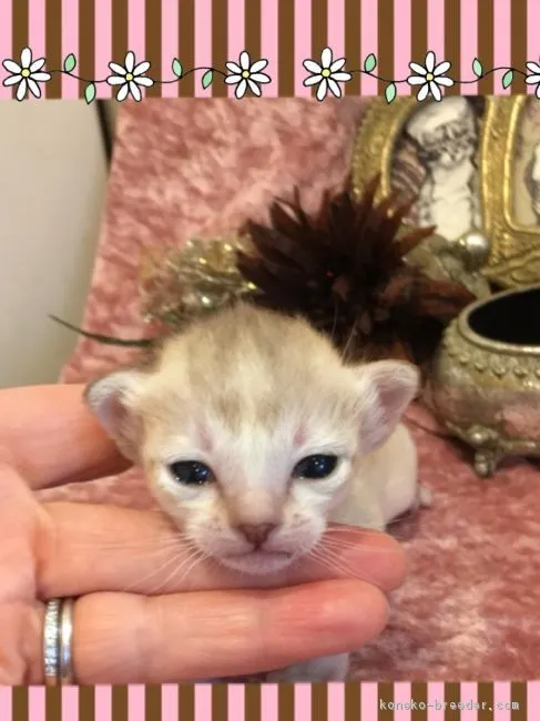 ID：1802-00940の子猫