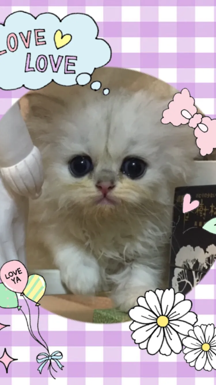 ID：1610-00752の子猫