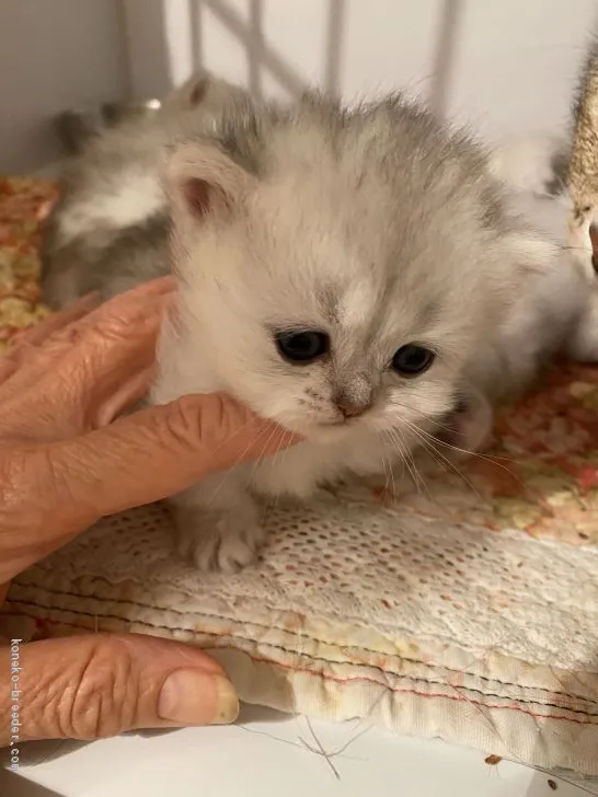 木村家 様のお迎えした子猫