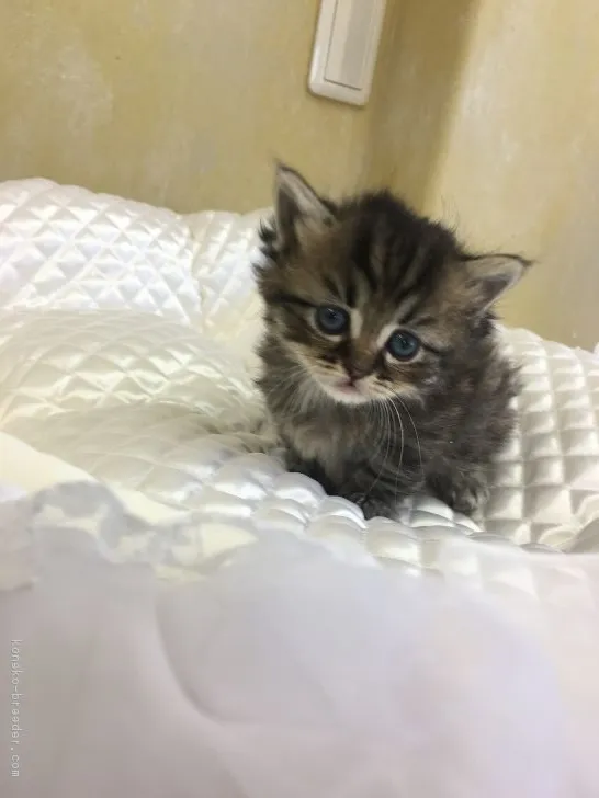 れんちゃん 様のお迎えした子猫