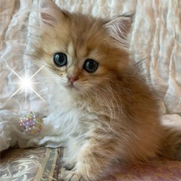 ペルシャ(チンチラ)【兵庫県・男の子・2023年6月7日・チンチラゴールデン（ロング）】の写真「穏やかで、おとなしく優しいイメージ」