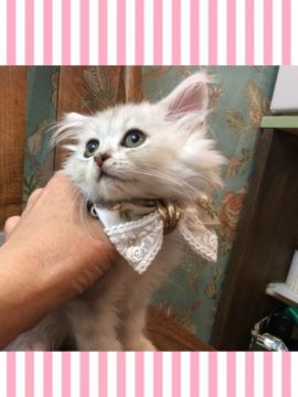 ミヌエット【兵庫県・女の子・2018年6月12日・チンチラシルバー（ロング）】の写真「タレ目ちゃんで人懐こい可愛い性格の女の子です。」