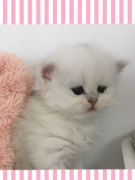 ペルシャ(チンチラ)【兵庫県・男の子・2017年12月17日・チンチラシルバー（ロング）】の写真「遺伝子検査済み(PKD)ふわふわモコモコの天使です」