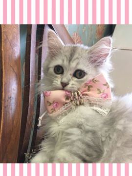 ミヌエット【兵庫県・男の子・2018年6月12日・チンチラシルバー（ロング）】の写真「明るい性格の子です。とても可愛いですよ♡」