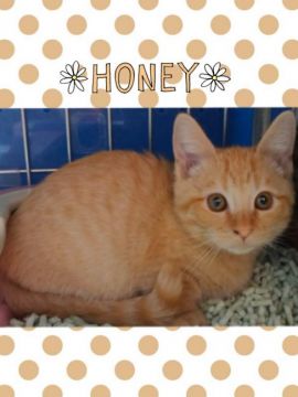 マンチカン【兵庫県・男の子・2017年10月1日・レッドタビー（ショート）】の写真「超短足の可愛い男の子」