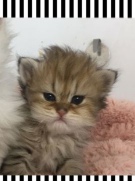 ペルシャ(チンチラ)【兵庫県・女の子・2017年12月17日・チンチラゴールド（ロング）】の写真「遺伝子検査PKD済み。ちょっとチビチビちゃん」