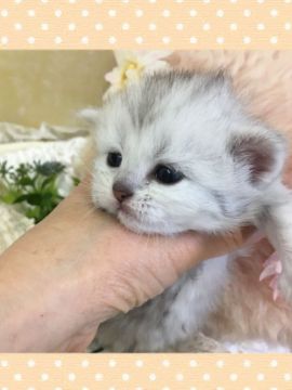 ミヌエット【兵庫県・女の子・2020年1月15日・チンチラシルバー（ロング）】の写真「綺麗なカラー、毛質
大人しい目の女の子」