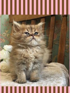 ペルシャ(チンチラ)【兵庫県・男の子・2018年6月6日・チンチラ ゴールデン（ロング）】の写真「モコモコ ふわふわ お目目クリクリです。」