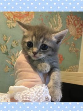 ミヌエット【兵庫県・男の子・2019年9月15日・ライラック（ショート）】の写真「穏やかで優しい性格、瞳が大きく遺伝子検査済み」