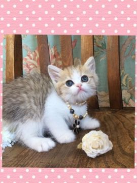 ミヌエット【兵庫県・女の子・2019年5月21日・ブラウンマッカレルタビー&ホワイト（ショート）】の写真「まん丸いお顔、まん丸いお目目の可愛い女の子」