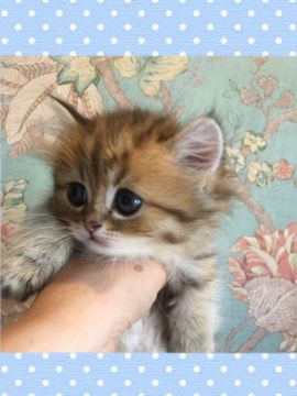 ミヌエット【兵庫県・男の子・2019年9月17日・チンチラゴールデン（ロング）】の写真「超短足　baby フェイス　遺伝子検査済み」