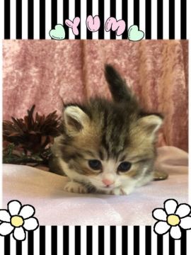 ミヌエット【兵庫県・男の子・2018年4月21日・ブラック ブラウン マッカレル タビー&ホワイト（ロング ふんわりモコモコ）】の写真「ちっちゃくてコロリンとした超短足の可愛い子です。」