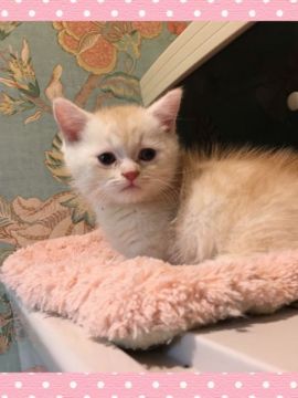 ミヌエット【兵庫県・男の子・2019年8月20日・クリーム&ホワイト（ショート）】の写真「短足 両親ともに遺伝子検査クリア コロコロ可愛い子」