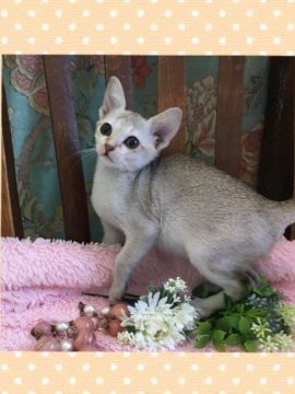 シンガプーラ【兵庫県・女の子・2019年1月17日・セーブル ティックド タビー(セピアアグーティ)（ショート）】の写真「★両親共にPKD遺伝子検査クリアー★」