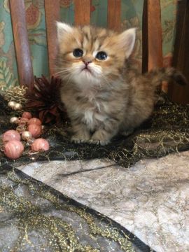 ペルシャ(チンチラ)【兵庫県・男の子・2018年4月20日・チンチラゴールデン（ロング）】の写真「お目目の大きき可愛い 両親共にPKD遺伝子検査済み」