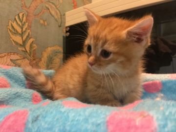 ミヌエット【兵庫県・男の子・2019年8月20日・レッドタビー（ロング）】の写真「短足 両親ともに遺伝子検査クリア 小さく可愛い子」