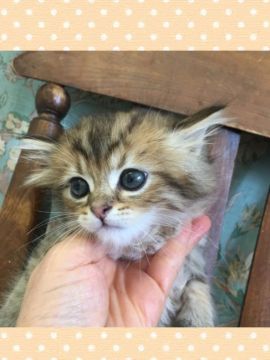 ミヌエット【兵庫県・男の子・2019年5月21日・ブラウンマッカレル（ロング）】の写真「コロコロしていて、まあるいお顔の可愛い子」