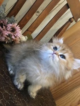 ペルシャ(チンチラ)【兵庫県・男の子・2018年4月20日・チンチラゴールデン（ロング）】の写真「お目目の大きな可愛い子 両親共PKD遺伝子検査済み」