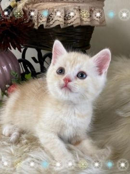 ミヌエット【兵庫県・男の子・2020年5月17日・クリームタビー&ホワイト（ショート）】の写真「優しい雰囲気の可愛い子中足♬」