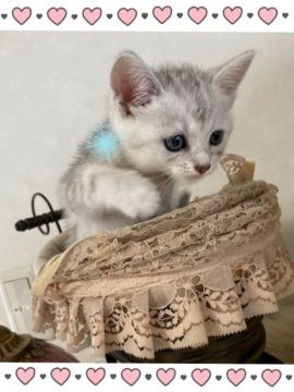 ミヌエット【兵庫県・男の子・2020年5月18日・シルバータビー長足（ロング）】の写真「小振りの可愛い男の子　」