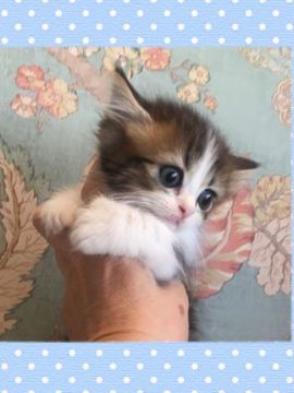 ミヌエット【兵庫県・男の子・2019年9月15日・ブラウンマッカレルタビー&ホワイト（ロング）】の写真「超短足　baby フェイス　遺伝子検査済み」