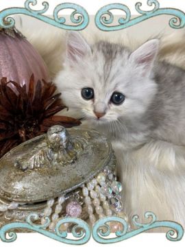 ミヌエット【兵庫県・男の子・2020年5月18日・シルバータビー短足（ロング）】の写真「小振りで、最高に可愛い男の子お上品なお顔ち短足　♬」