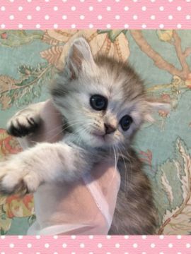 ミヌエット【兵庫県・女の子・2019年9月15日・チンチラ シルバー（ロング）】の写真「とても可愛い　瞳が大きく遺伝子検査済み」