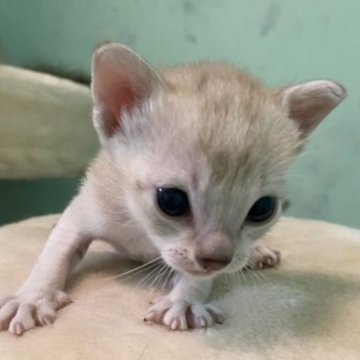 シンガプーラ【兵庫県・女の子・2023年2月25日・セーブルティックドタビー（ショート）】の写真「美人ママとグランドチャンピオンのパパの子です。」