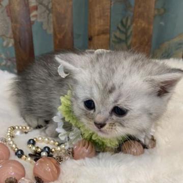 ミヌエット(長足)【兵庫県・男の子・2022年5月27日・シルバータビー（ショート）】の写真「大人しい可愛い女の子です。」